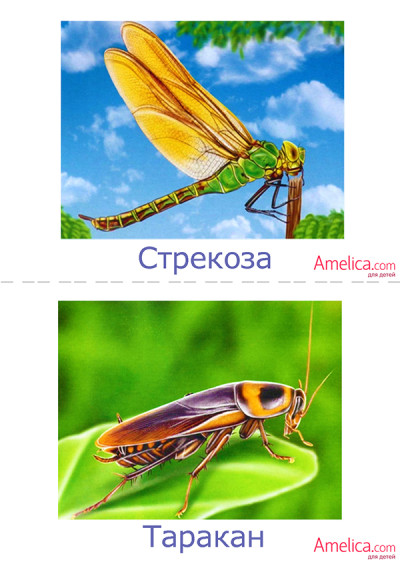насекомые в картинках для детей, детские картинки насекомых
