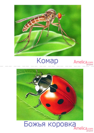насекомые в картинках для детей, детские картинки насекомых