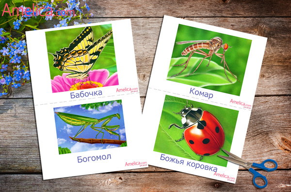 насекомые в картинках для детей, развивающие карточки с насекомыми для дома, детского сада
