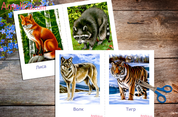 животные в картинках для детей, развивающие карточки для детей, дикие животные России
