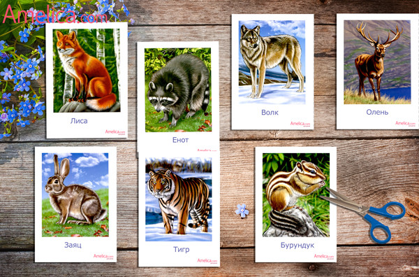 дикие животные, животные в картинках для детей, развивающие карточки для детей