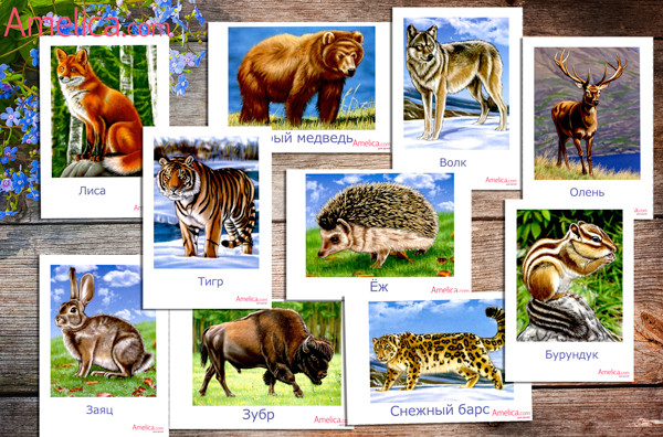 дикие животные, животные в картинках для детей, развивающие карточки для детей