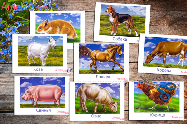 животные для детей, развивающие карточки скачать, распечатать, карточки домашние животные