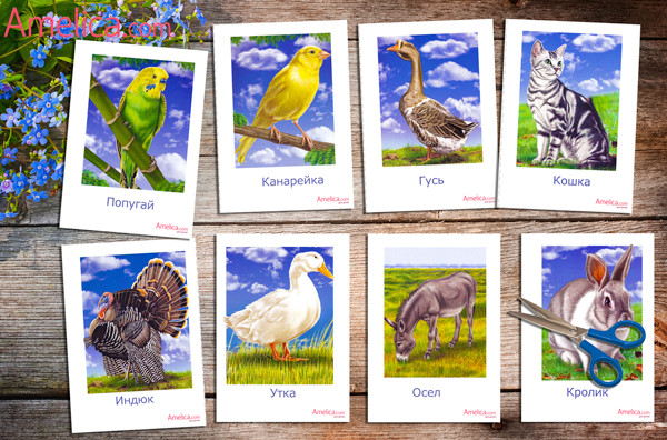 домашние животные картинки, животные для детей, развивающие карточки скачать