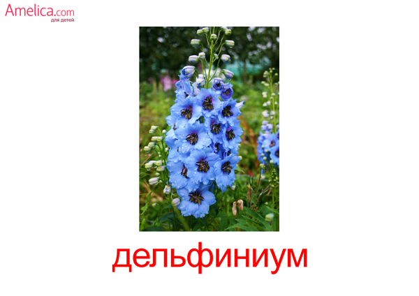 цветы картинки для детей, карточки Домана цветы бесплатно