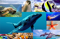 картинки подводный мир, картинки морские обитатели, картинки рыбы для детей