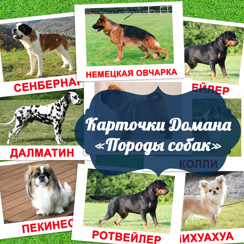 породы собак для детей с фотографиями и названиями